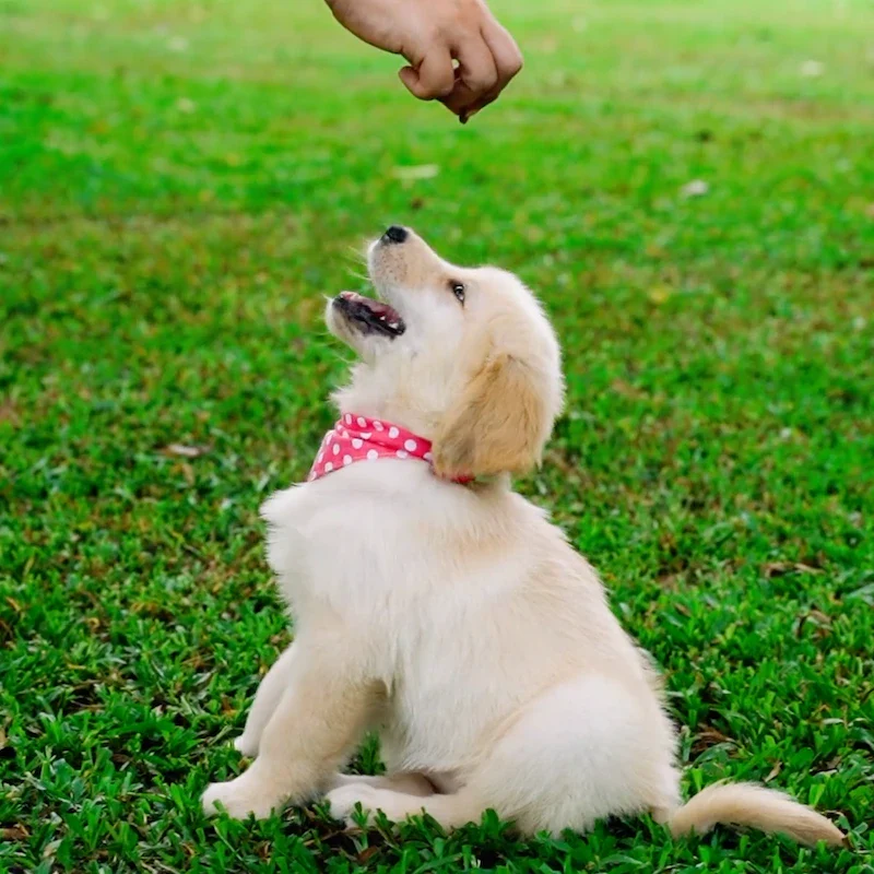 Puppy Training (8 Sessions)