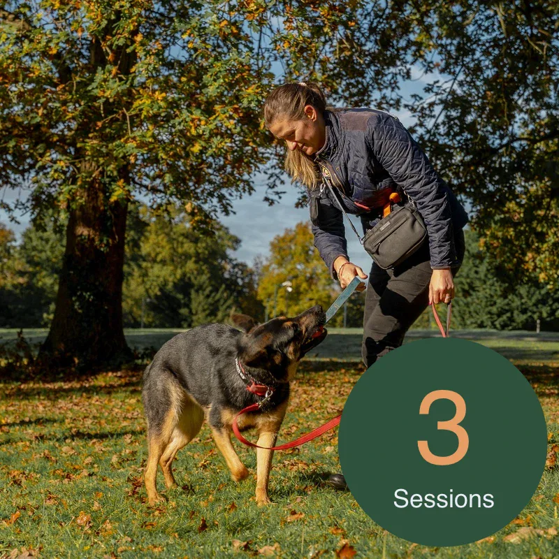 1-2-1 Dog Training - 3 Session Package