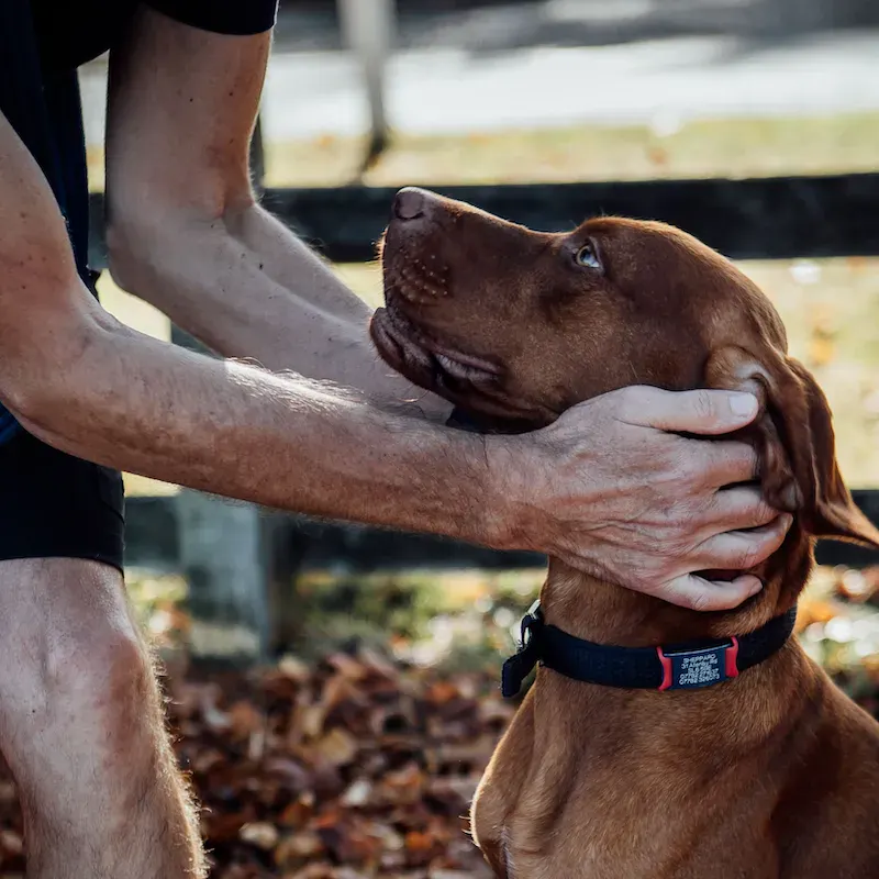 1-to-1 Dog Training - Bracknell - Image 8