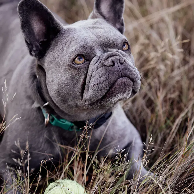 1-to-1 Dog Training - Bracknell - Image 6
