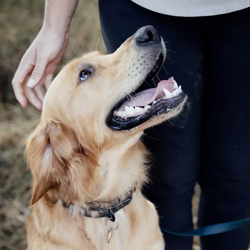 1-to-1 Dog Training - Bracknell - Image 5