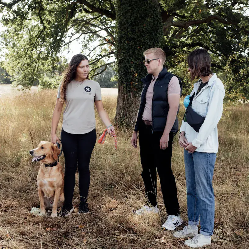 1-to-1 Dog Training - Bracknell