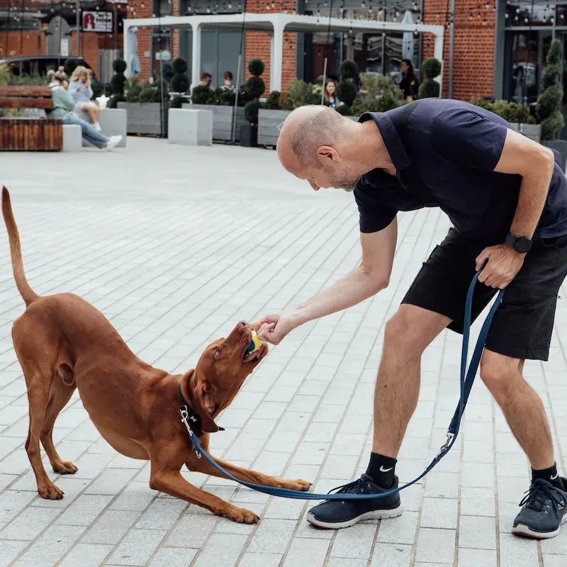 1-to-1 Dog Training - Bracknell - Image 4