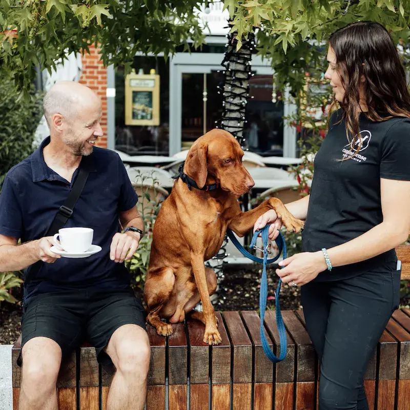 1-to-1 Dog Training - Bracknell - Image 2