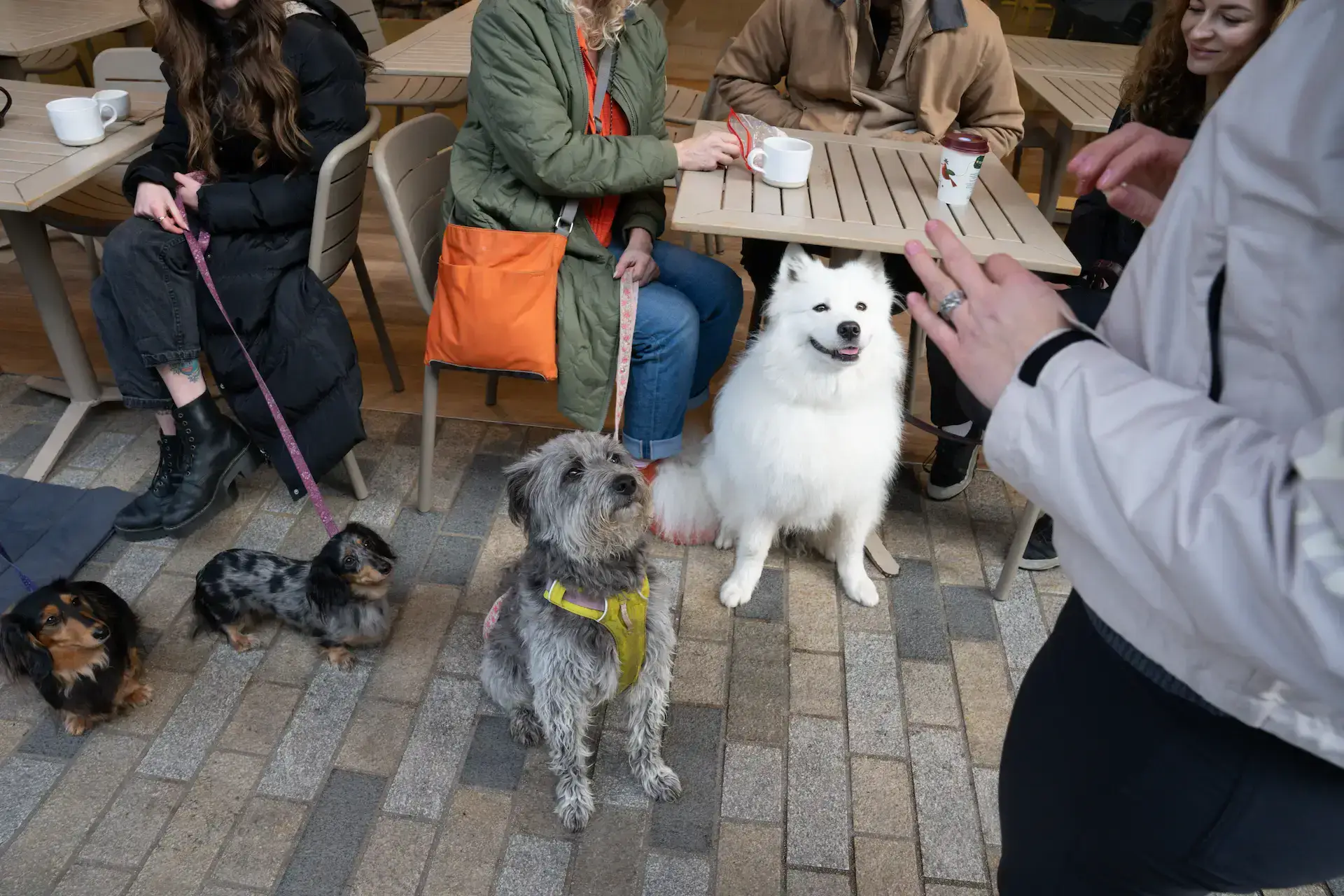 Canine Sense dog training Berkshire Surrey – Training Without Conflict method