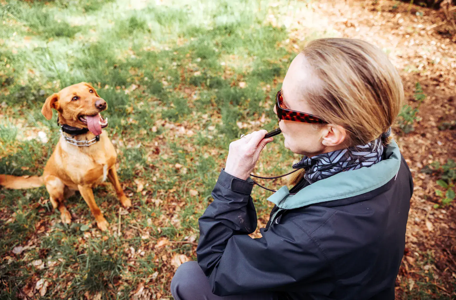 Canine Sense dog training Berkshire Surrey – Training Without Conflict method